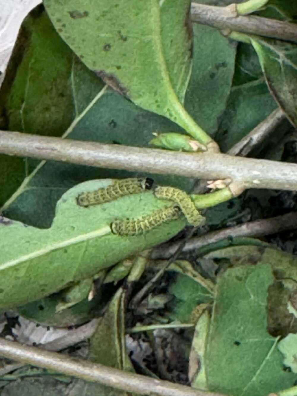 Máme housenčí miminka :)